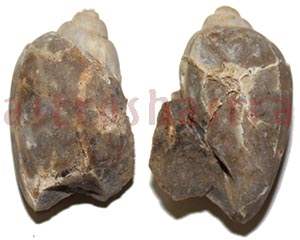 heera shankh